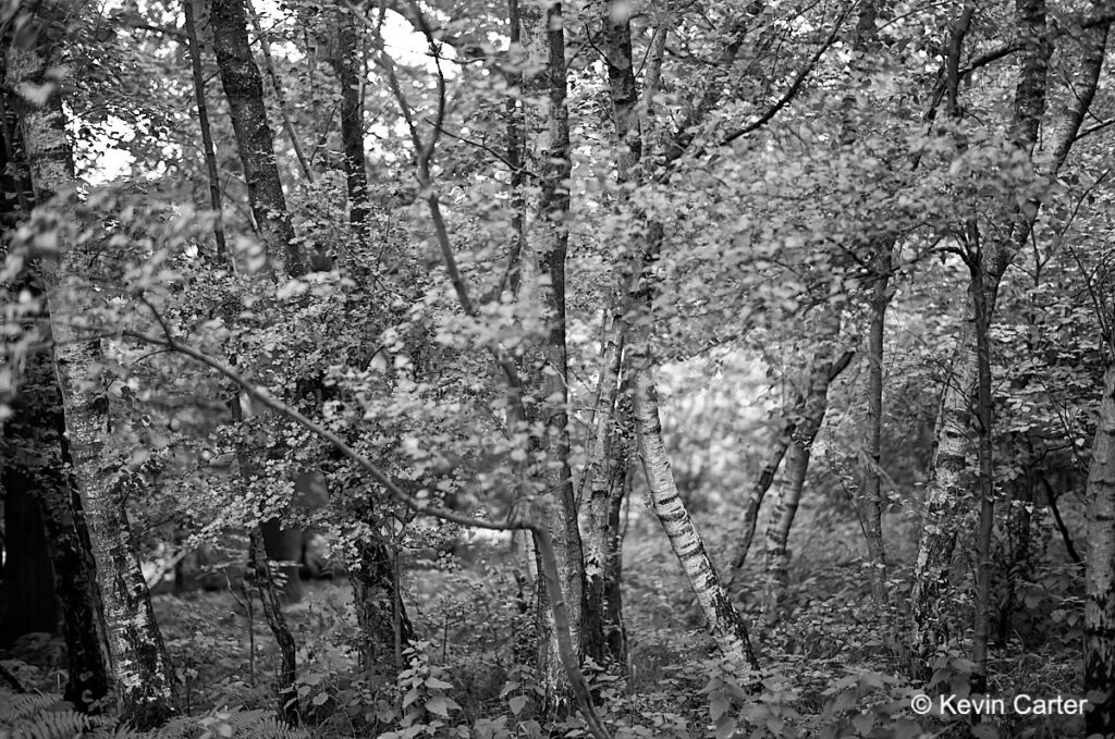 Silver Birch trees at F2.0 on the Leica Summilux-M 50mm F1.4 ASPH and Leica M11 Monochrom