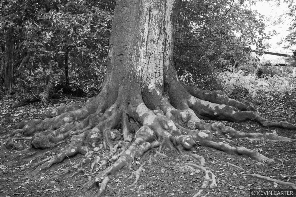 Tree with an impressive root system