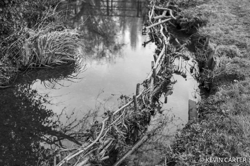 Bioengineering. Live stakes are placed in a river to help mitigate erosion.
