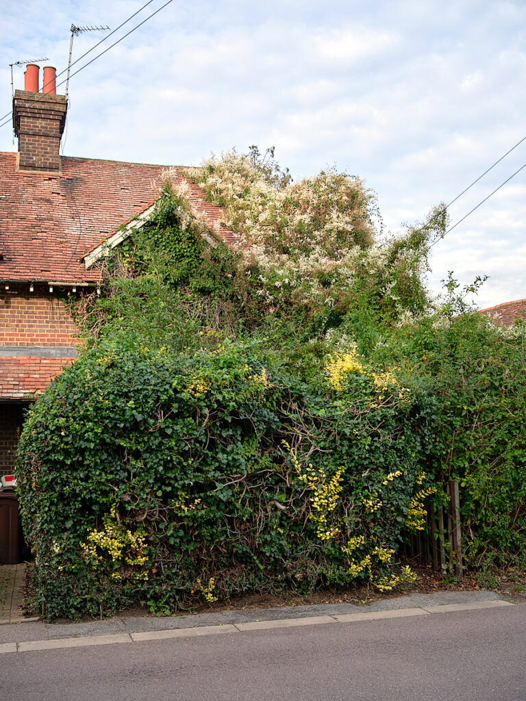 An end-of-terrace house with overgreen bushes