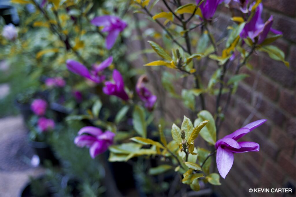 Photo of a magnolia in bloom.
