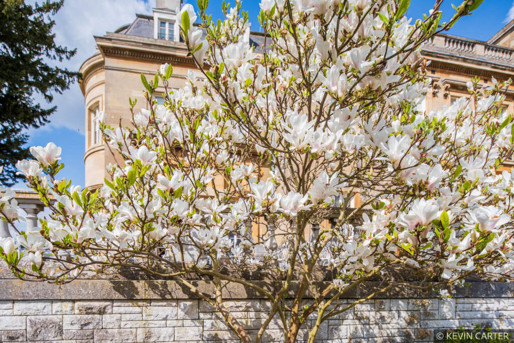 Magnolia