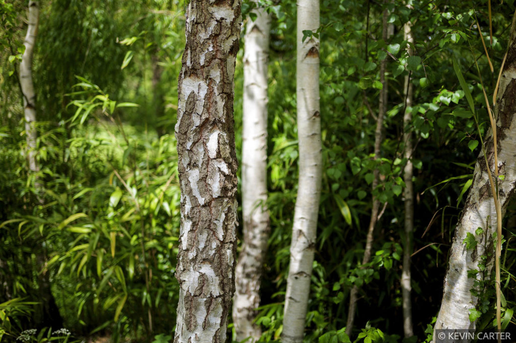 Garden featuring Silver Birch tree trunks