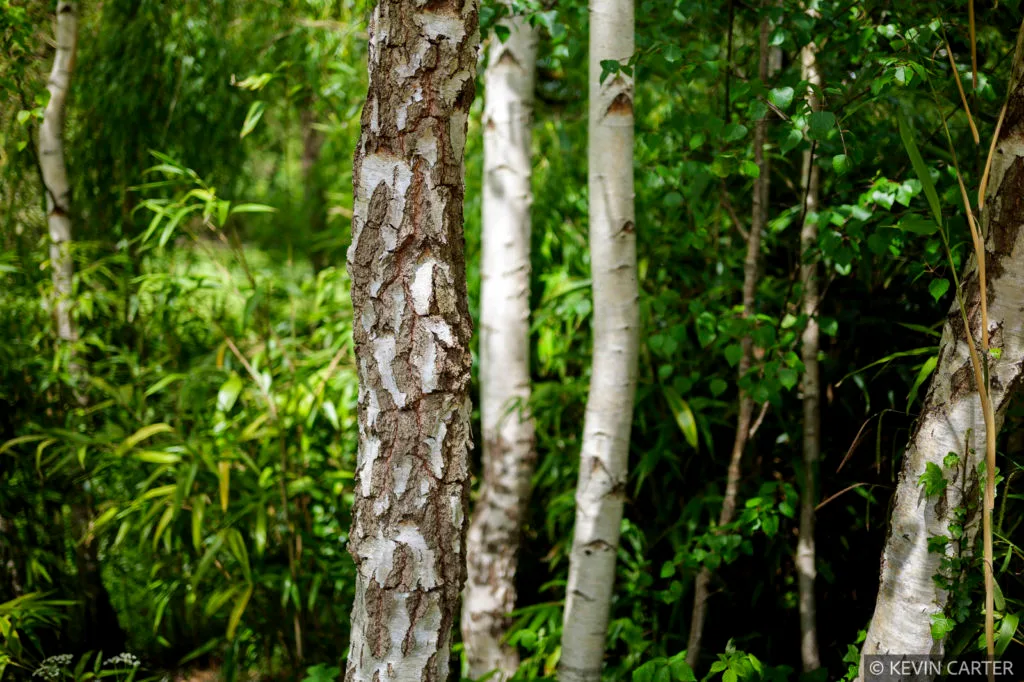Garden featuring Silver Birch tree trunks