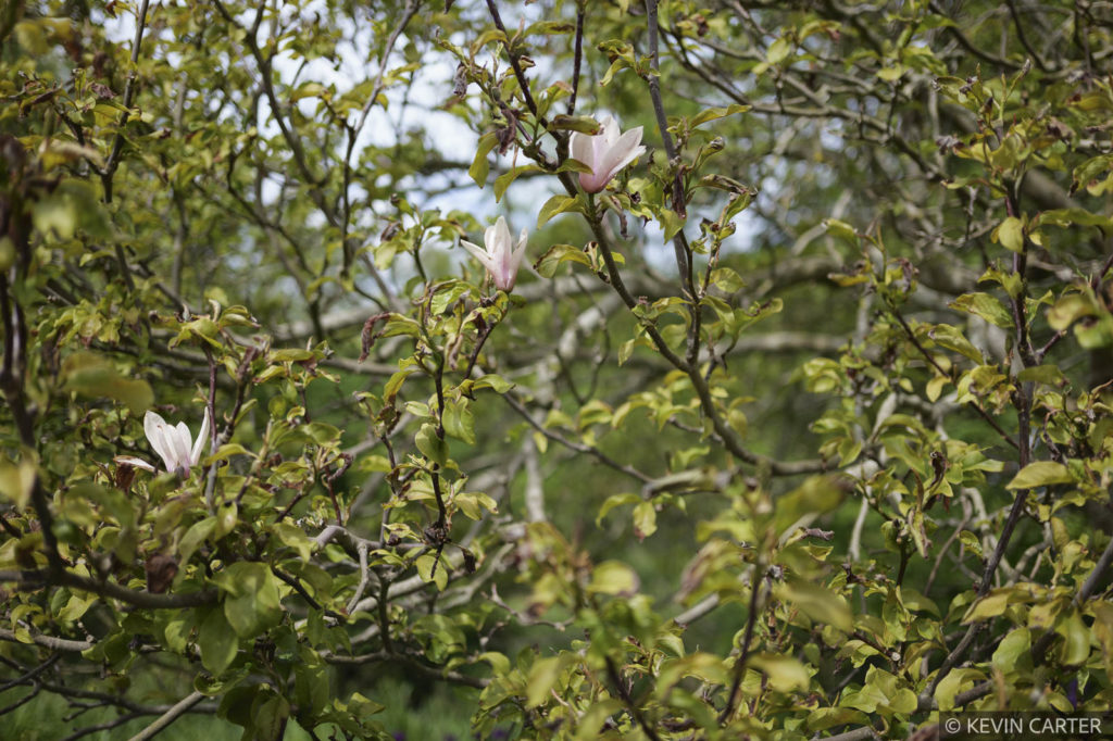 Garden featuring magnolia tree
