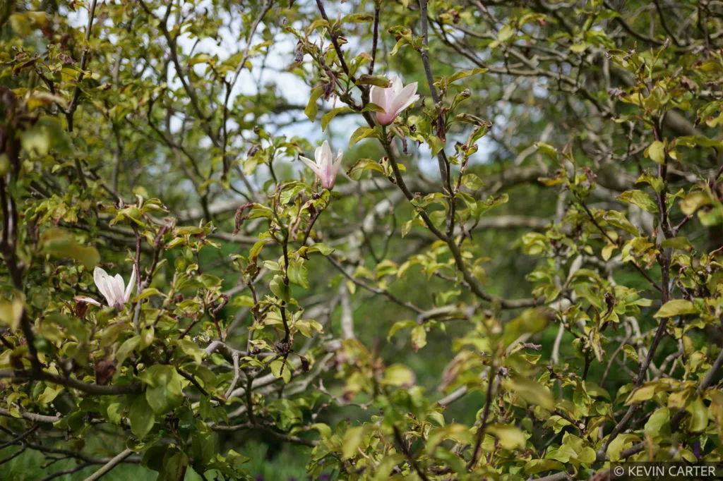 Garden featuring magnolia tree