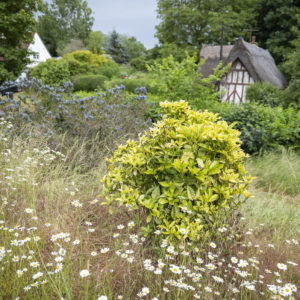 Country garden showing daisies witht a house with a thatched roof in the background