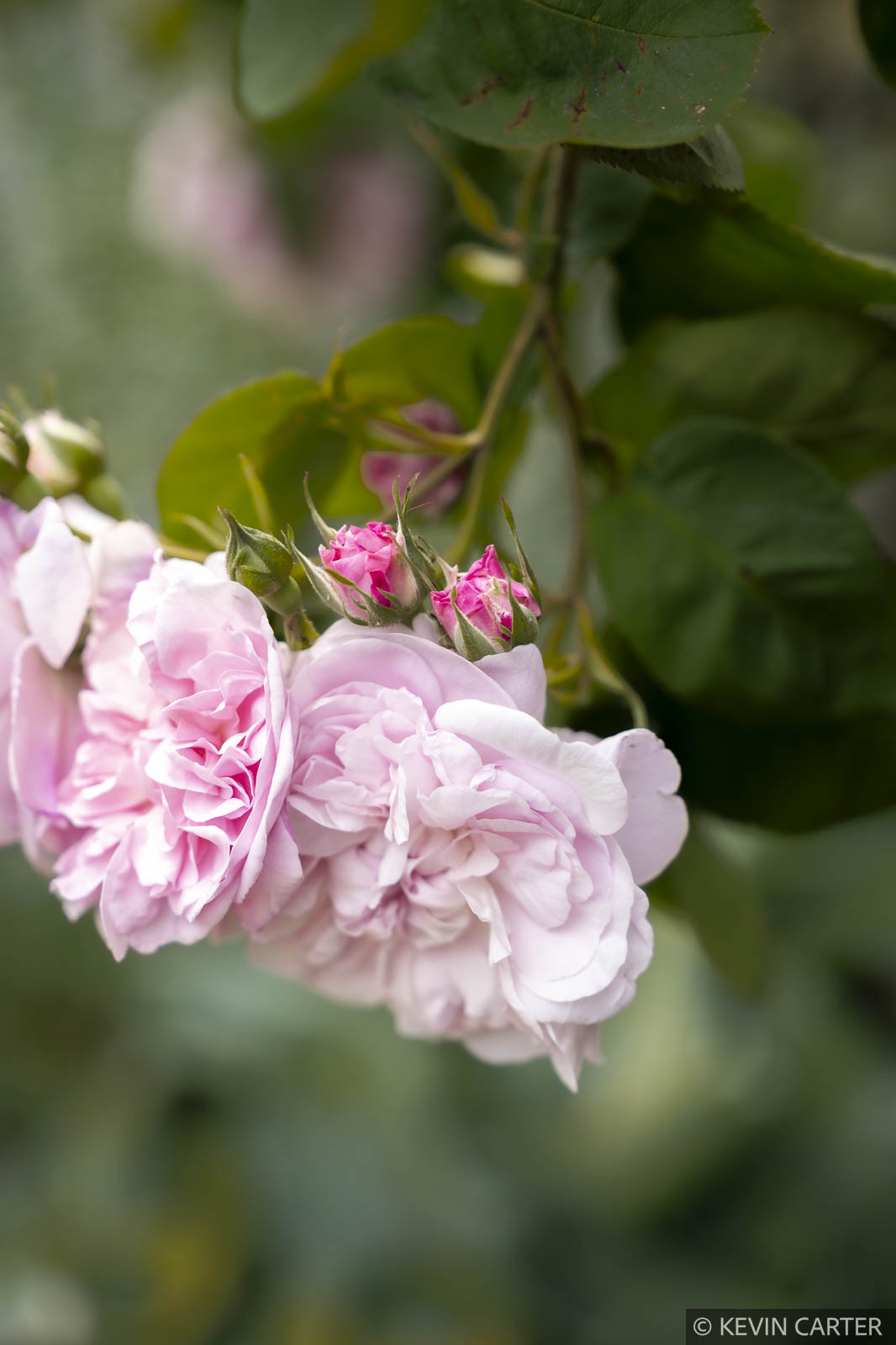 Pink roses