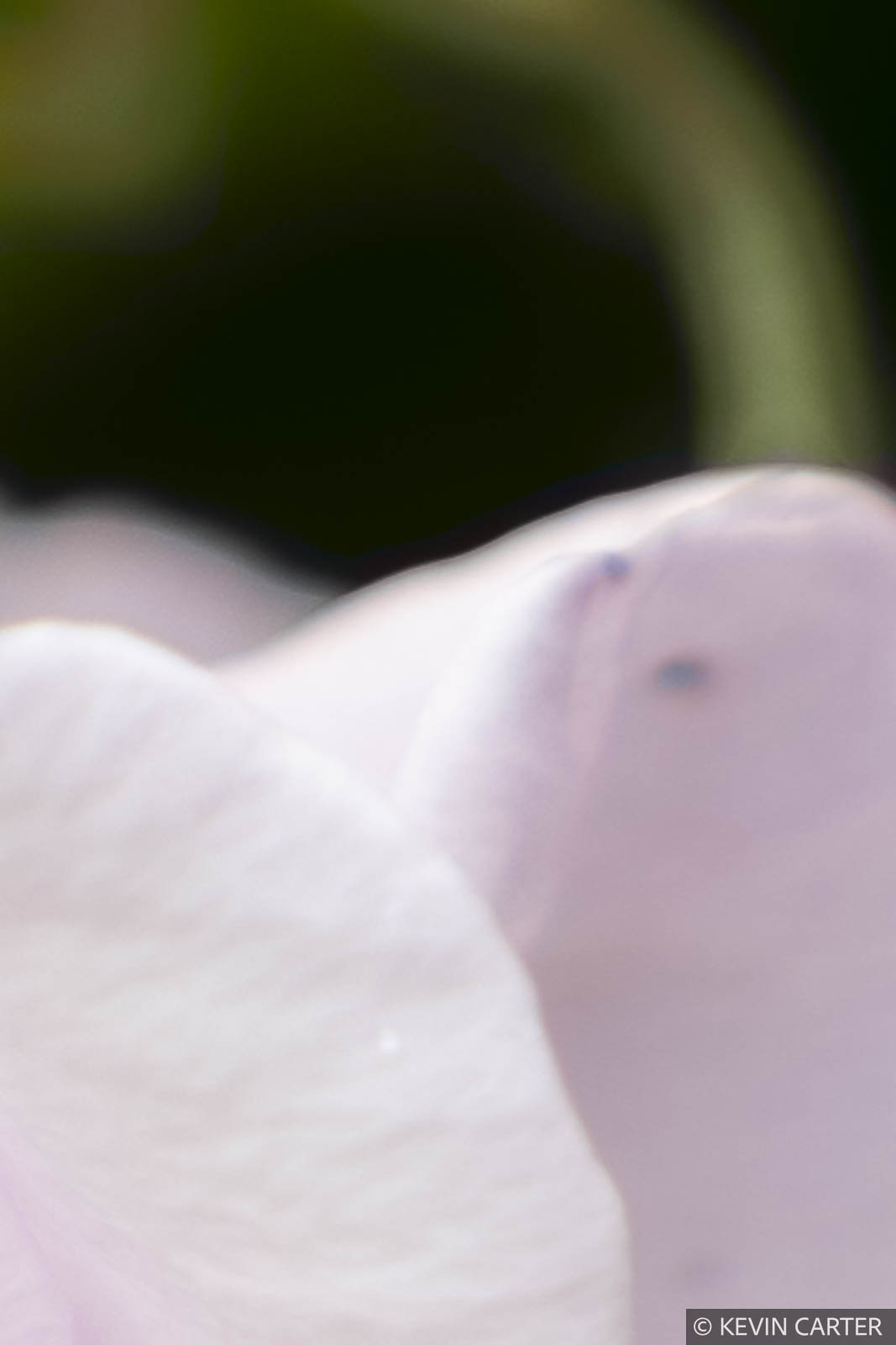 Rose close up
